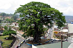 The Cotton Tree in the centre of Freetown