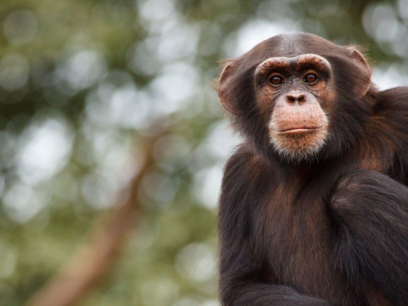 Discover Sierra Leone, Before everyone else does