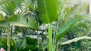 From Balcony Plants to a Citywide Movement: The Story of Plantmama